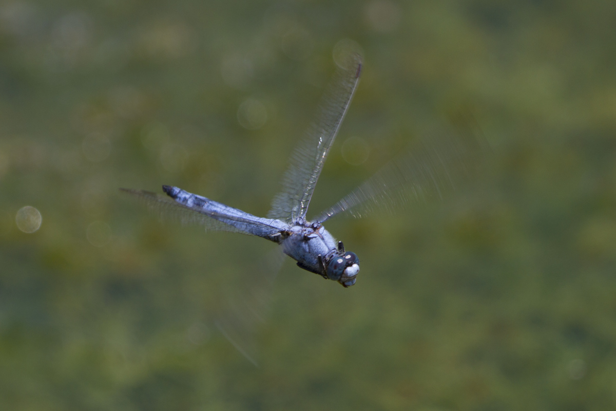 Orthetrum brunneum?